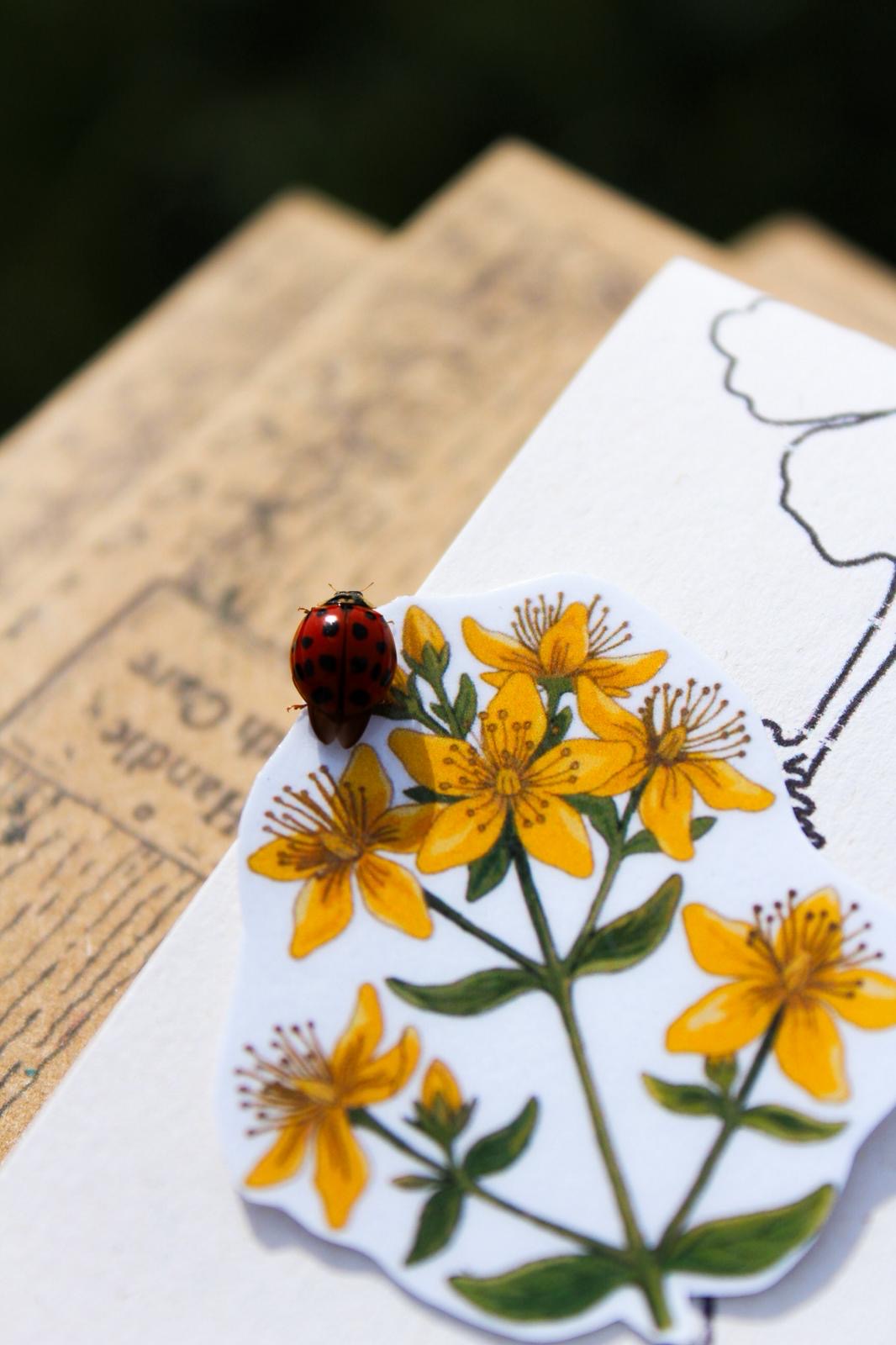 (Past edition) June edition of The Folkletter